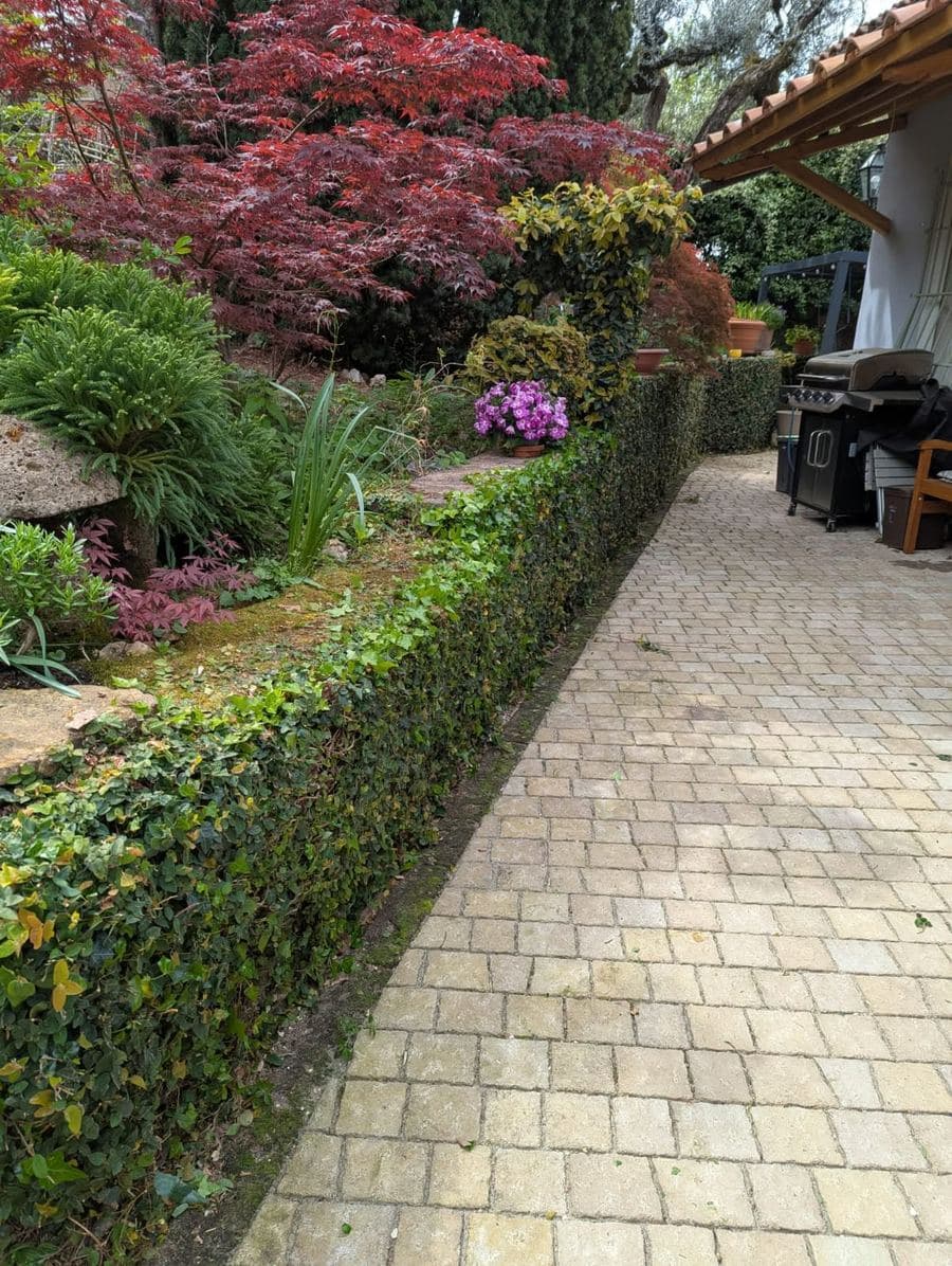 The same hedge and path after the job: the hedge squared off and the path swept completely clear of cuttings