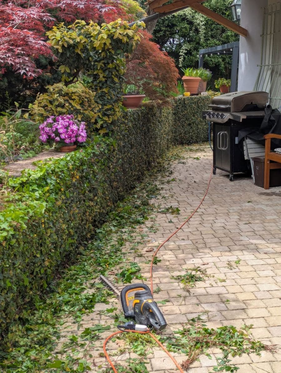 A garden hedge part-way through a trim, with cuttings scattered across the block-paved path and the hedge trimmer on the ground